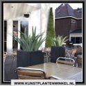 agave cypers